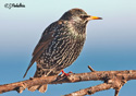 Sturnus vulgaris